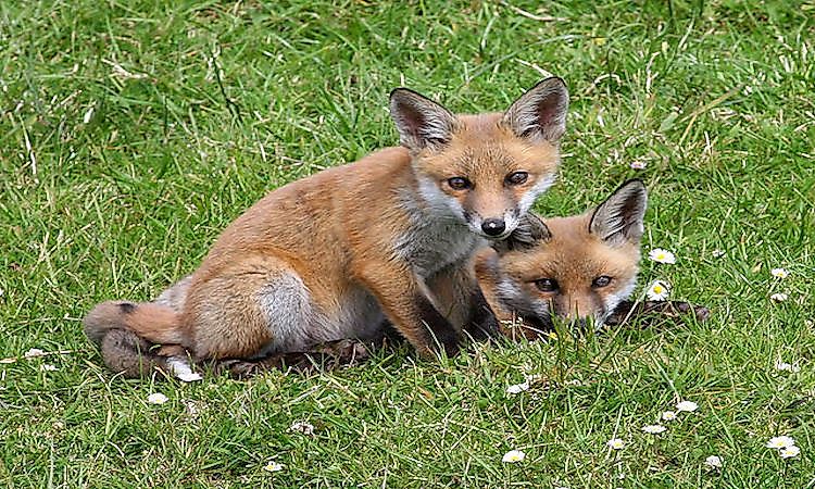 #3 Wolves And Foxes -
