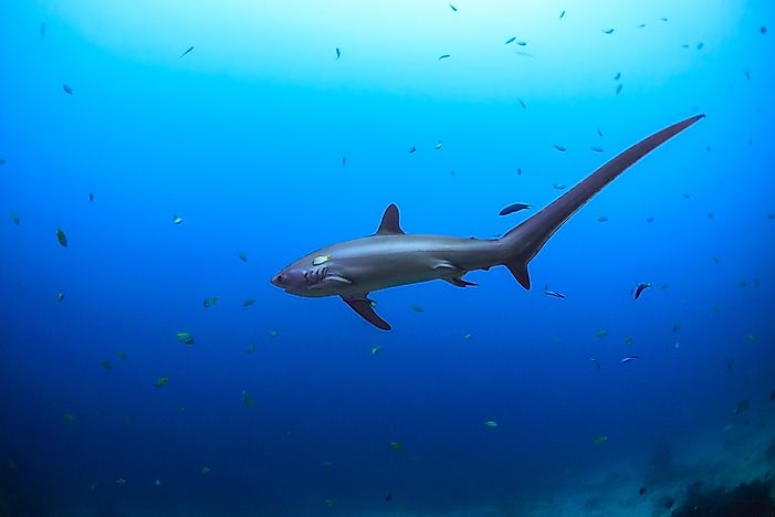 #8 Thresher Shark - 18 Feet