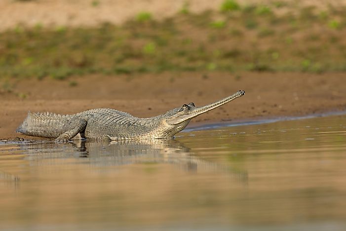 Gharial Facts - Animals of Asia