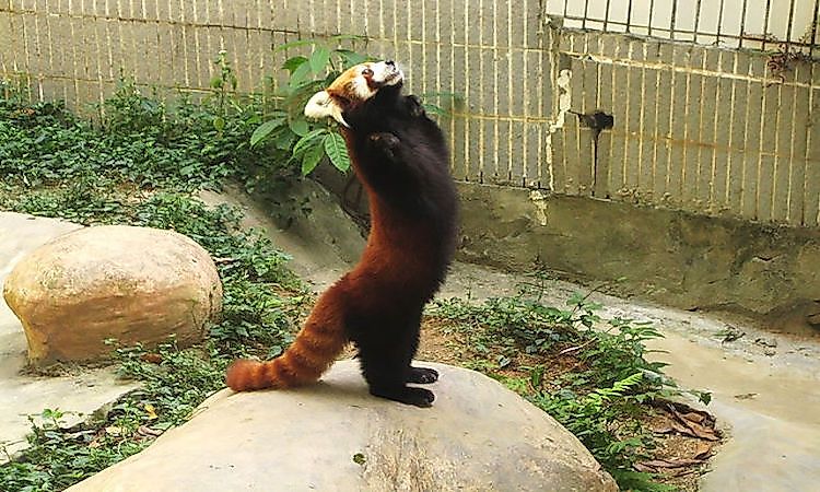 #8 Red Panda -