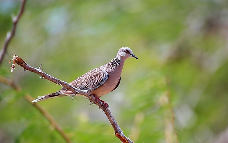 #6 Sri Lanka Wood Pigeon