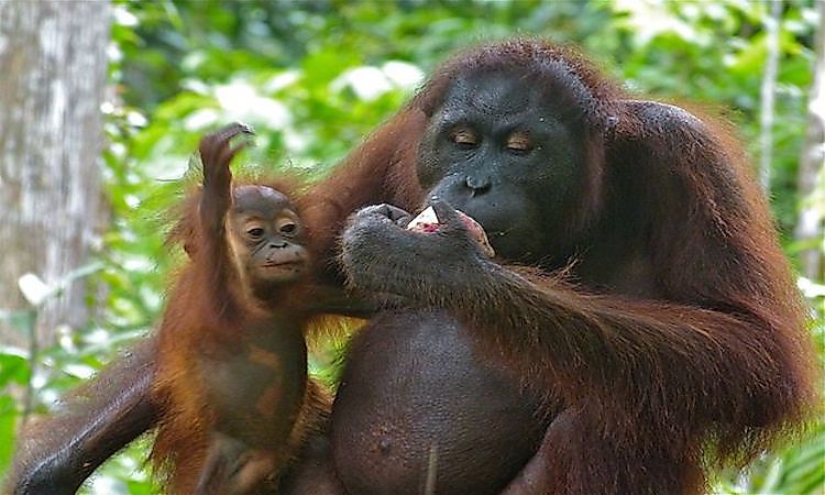 Orangutans Of The World: Species, Threats, And Conservation