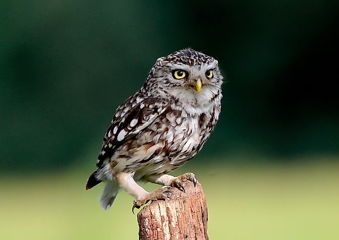 #7 Little Owl
