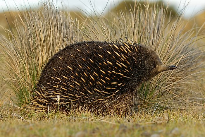 #8 Echidna