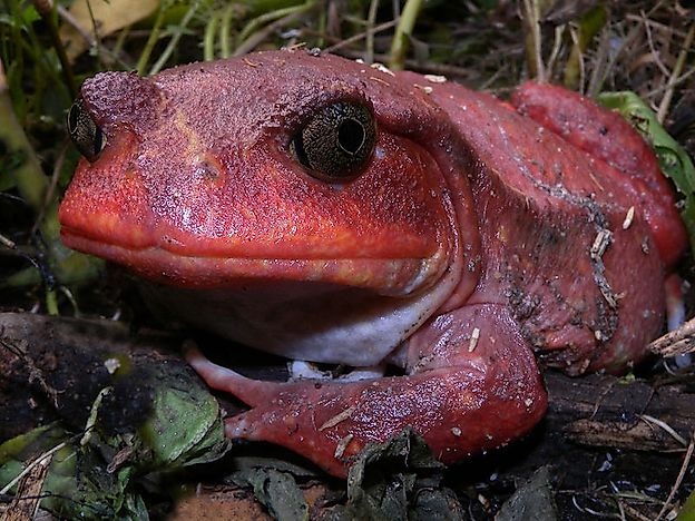 #7 Tomato Frogs