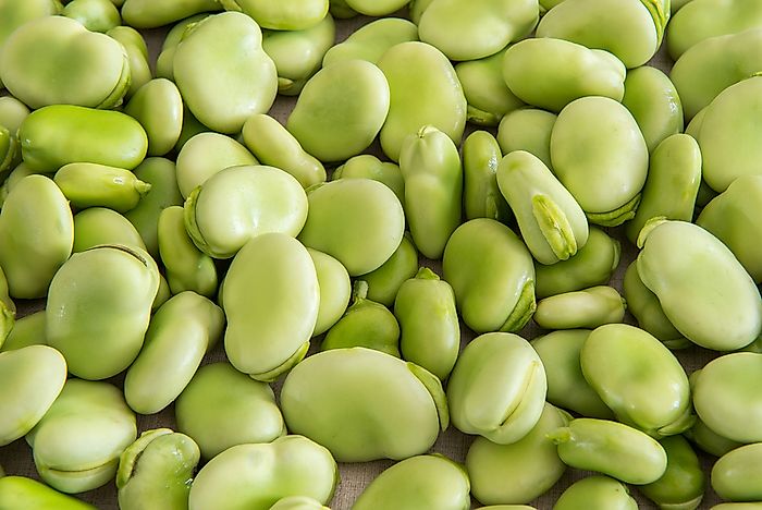 10 Foods That Are Actually Poisonous to Humans