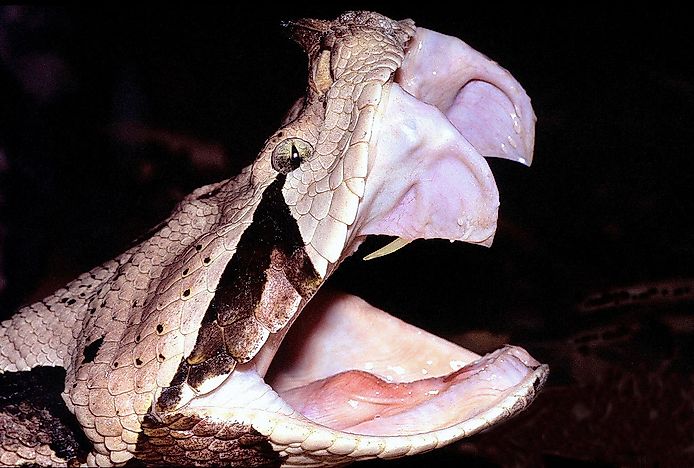Which Snake Has The Longest Fangs And The Highest Venom Yield In The World?