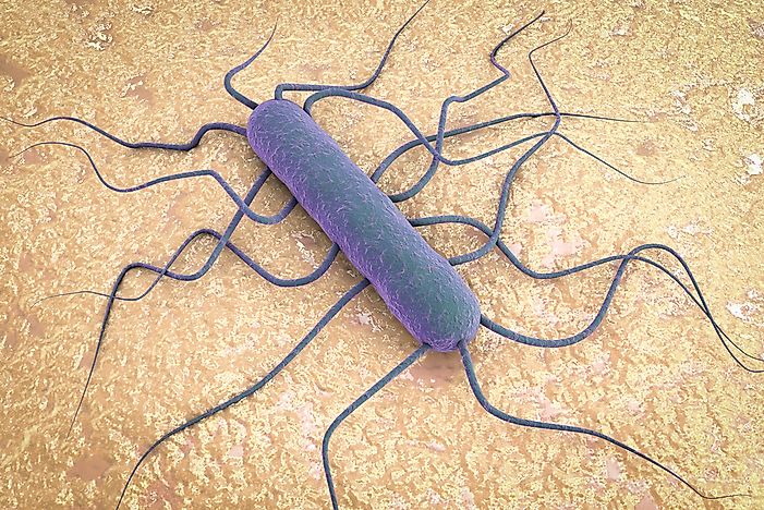 What Is Listeria?