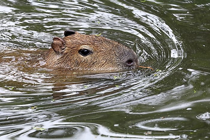 #7 Capybaras are very capable swimmers.