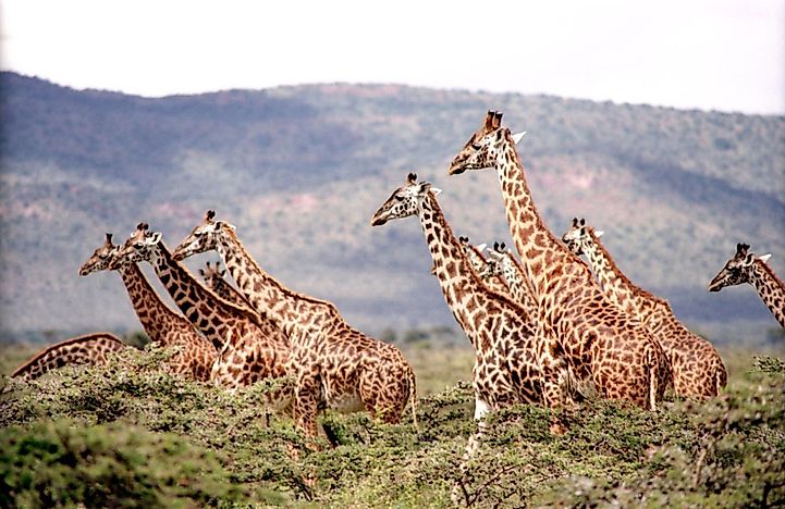 #1 How Are Baby Giraffes Made?