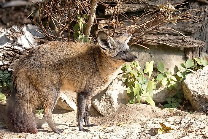 #9 Blanford's Fox