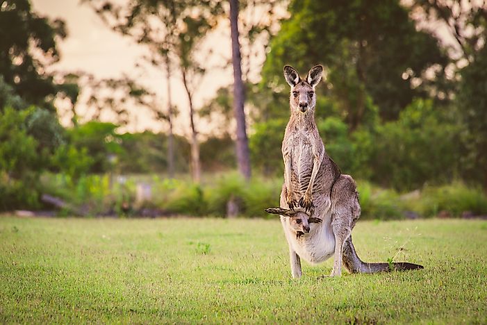 #6 Kangaroo