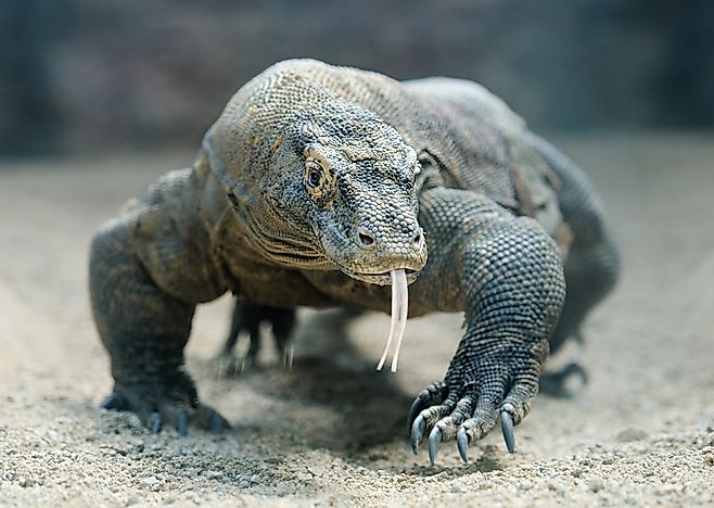 #6 Komodo dragon