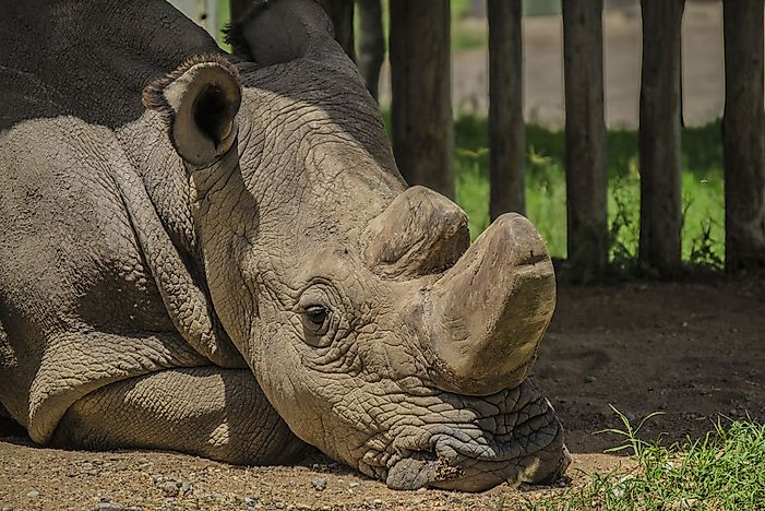 Is The Northern White Rhinoceros on the Verge of Extinction?