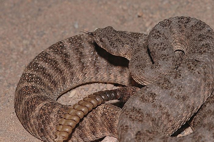 #8 Tiger Rattlesnake