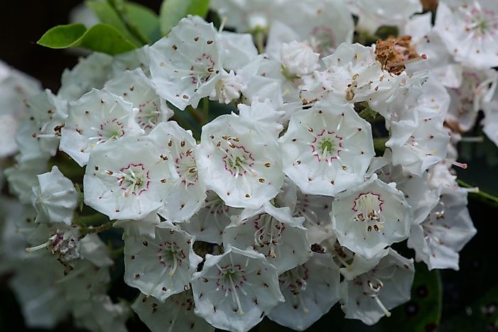 What Is The State Flower Of Connecticut?