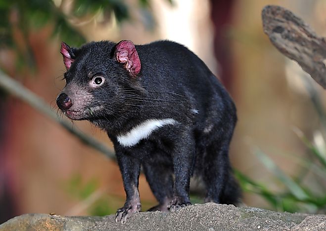 #3 Tasmanian Devil