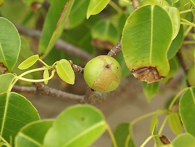 #3 Manchineel Tree