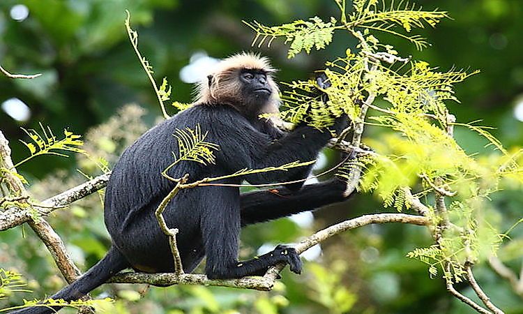 #12 Nilgiri Langur -