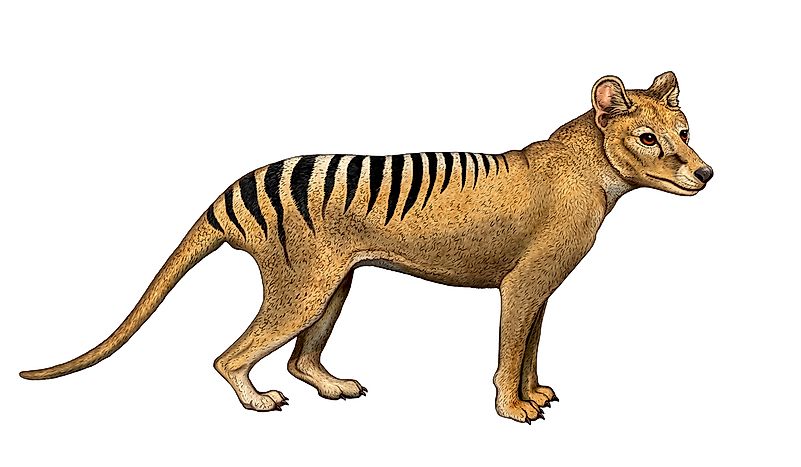 #5 Thylacine