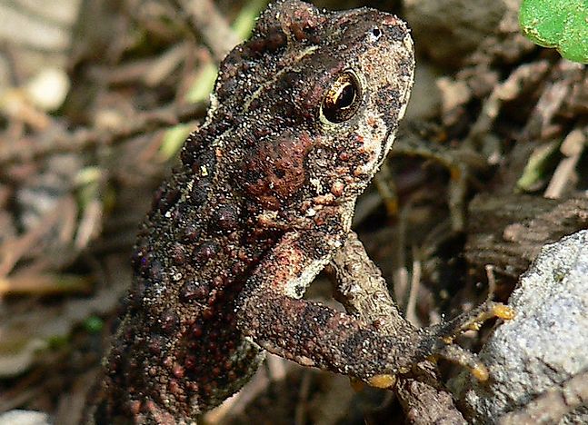 Native Amphibians Of Mexico