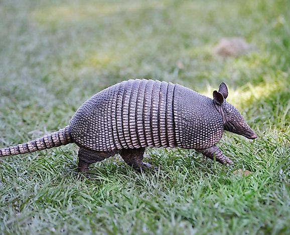 Armadillos - Animals Of The Americas