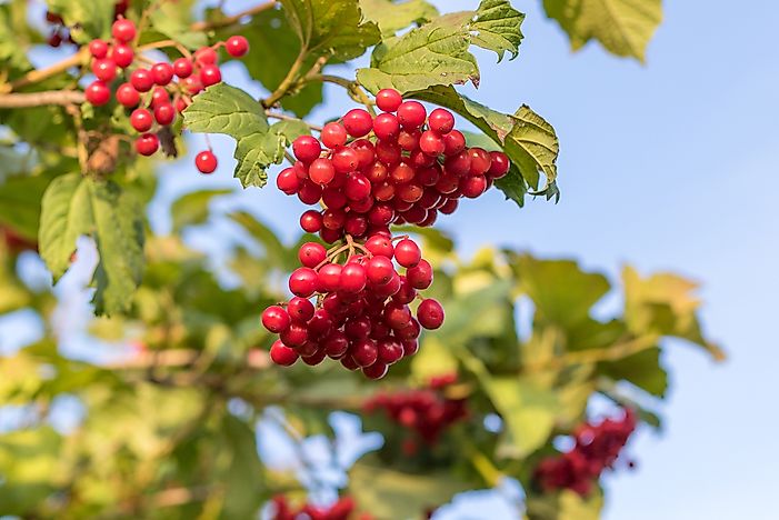 #3 Cranberry Tree