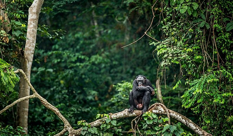 Where Is The Congo Rainforest?