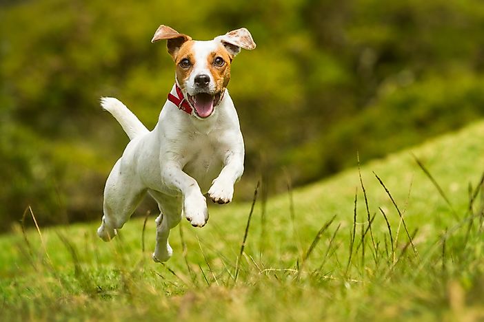 A Jack Russell Terrier running. A Jack Russell Terrier running.