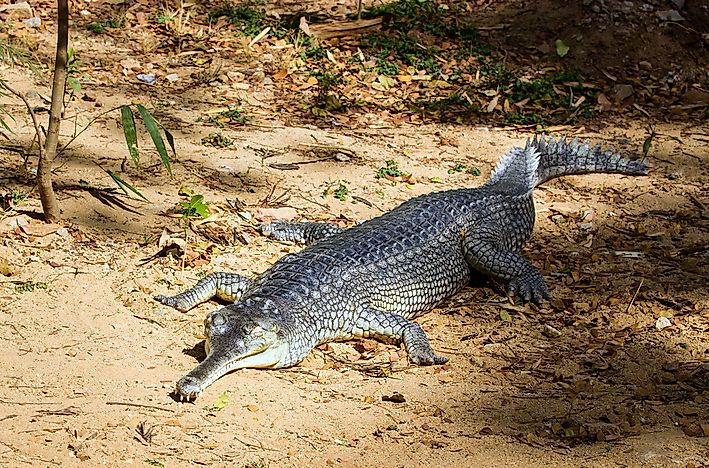 #1 Gharial
