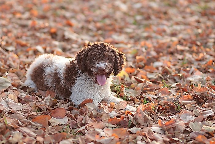A Lagotta Romagnolo dog. A Lagotta Romagnolo dog.