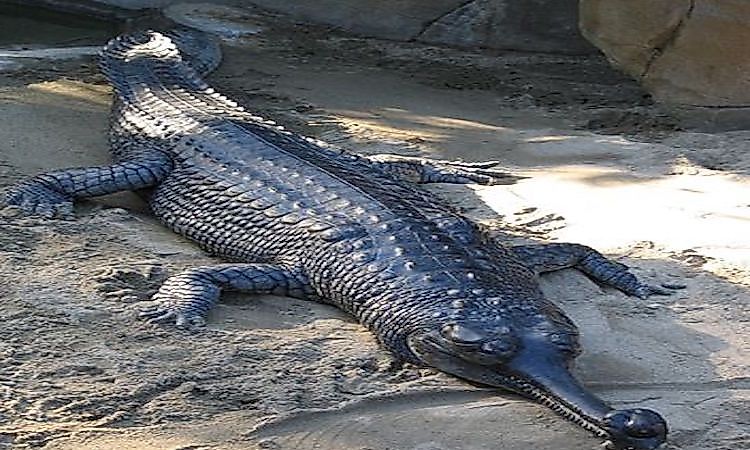 #8 Gharial -