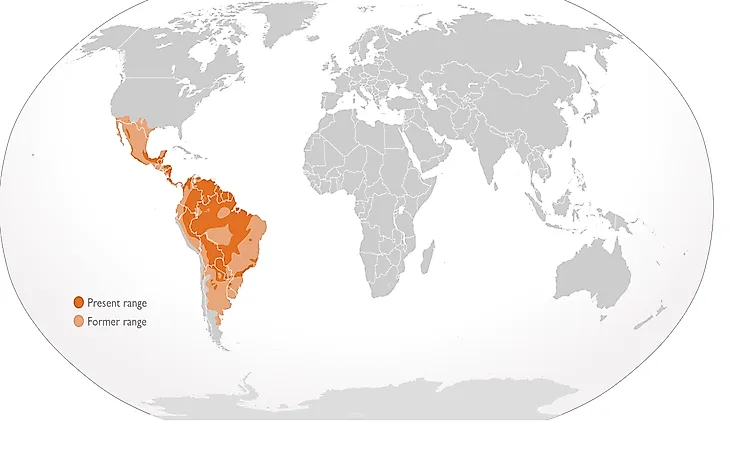#5 Countries Where Jaguars Live -