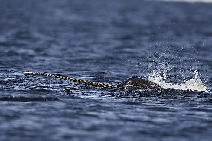 A narwhal in the ocean. A narwhal in the ocean.