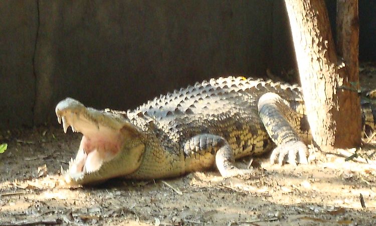 #6 Mugger Crocodile -