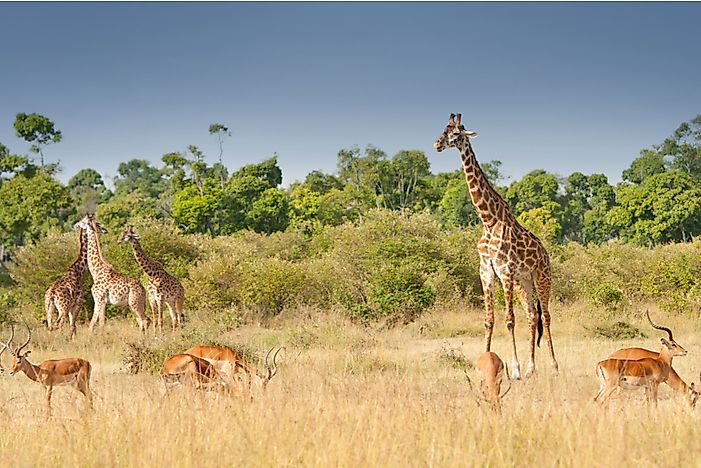 Where Do Giraffes Live?