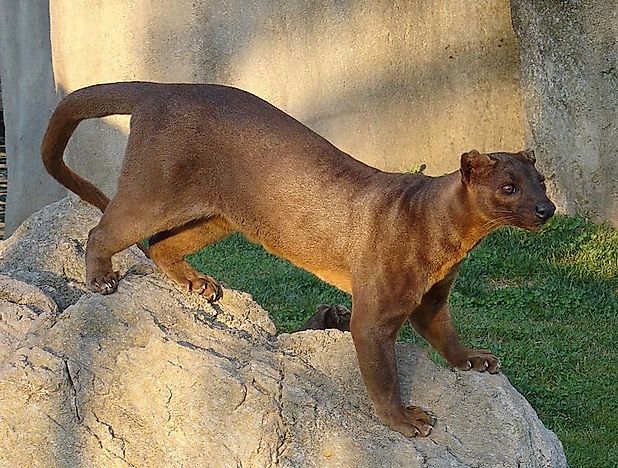 #11 The Fossa
