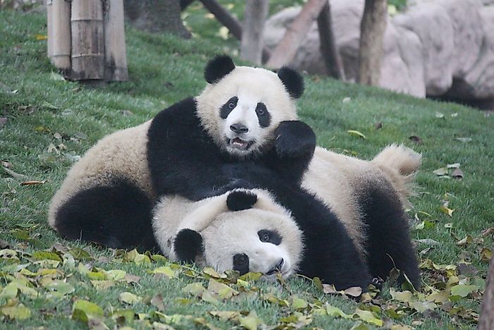 The World's Most Famous Living Giant Pandas And Their Unique Life Stories
