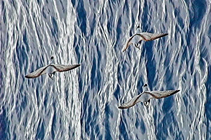 #10 Antarctic Prion