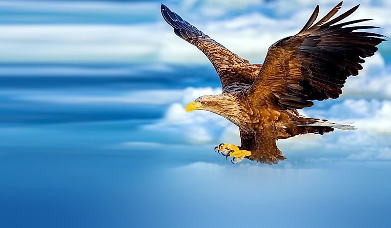 #7 Steller's Sea Eagle
