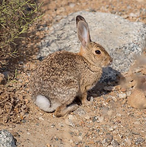 Desert Cottontail Facts: Animals of North America