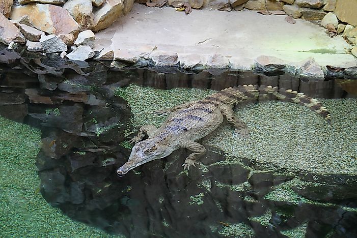 #2 Slender-snouted Crocodile
