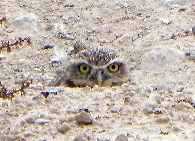 Burrowing Owl Facts: Animals of North America