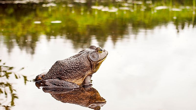US State Amphibians
