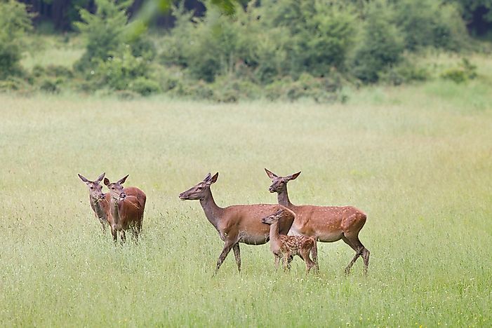 #13 Red Deer (Cervus elaphus)