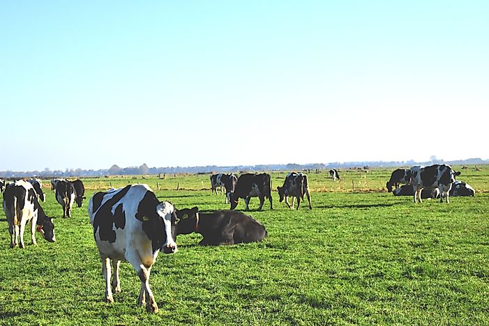 US States That Slaughter The Most Animals For Meat
