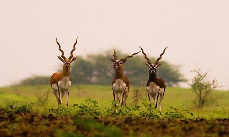 #14 Indian Antelope -