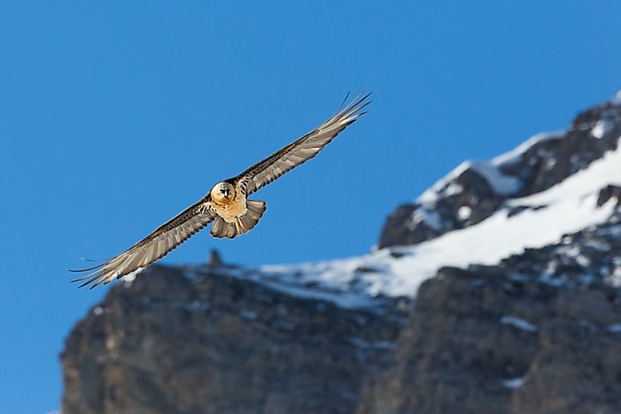 #5 Bearded Vulture