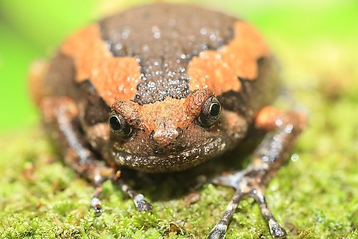 Native Amphibians Of Indonesia
