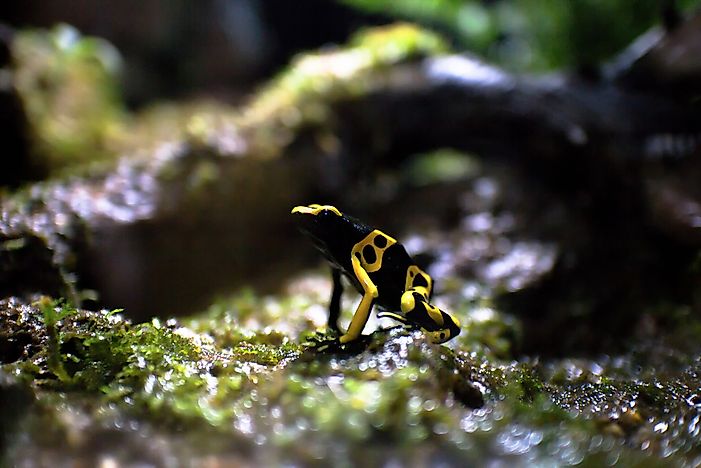 Native Amphibians Of Venezuela